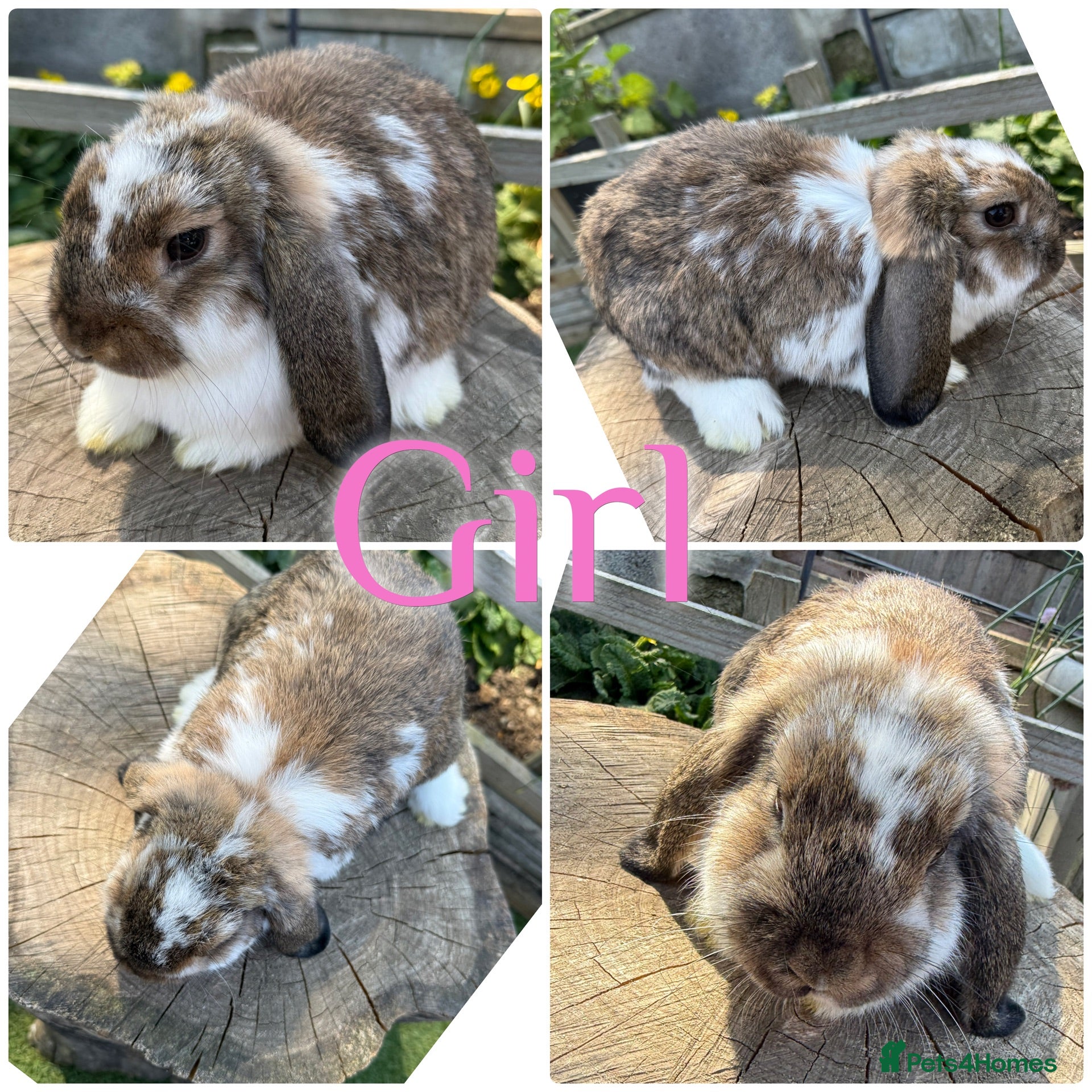 Mini Lop rabbits Baby Mini Lops Bunny Rabbits For Sale 8 Weeks  - Advert 1