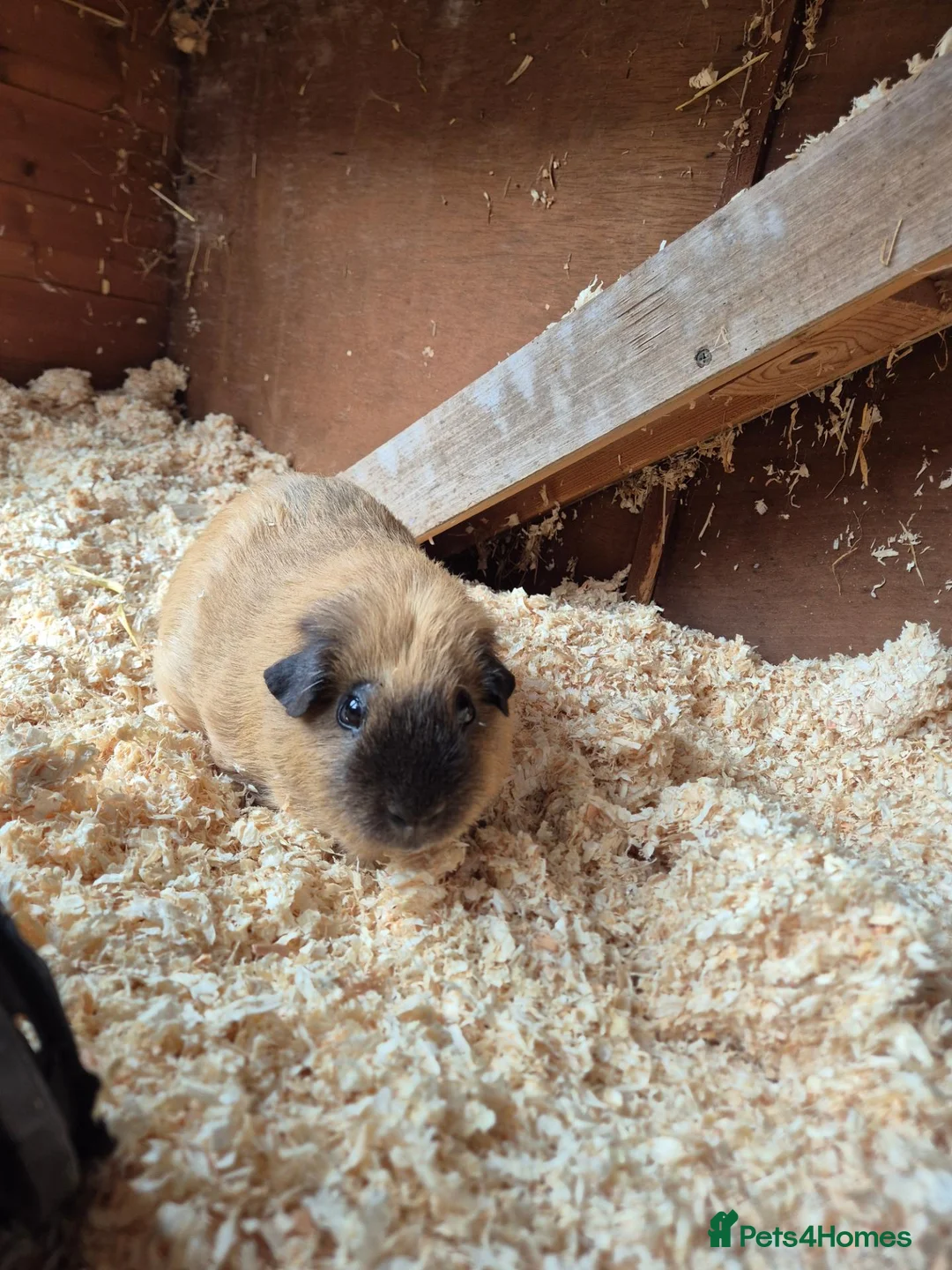Guinea Pig rodents for sale: Californian Male Guinea pigs  in Axminster - Advert 4