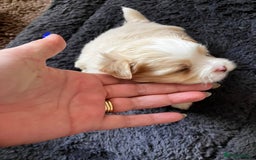 Mixed Breed dogs for sale: Pomeranian Puppies - £1,500 each - Image 14