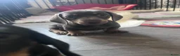 Dachshund dogs for sale: 1 girl wanting to find her forever sofa - Advert 9