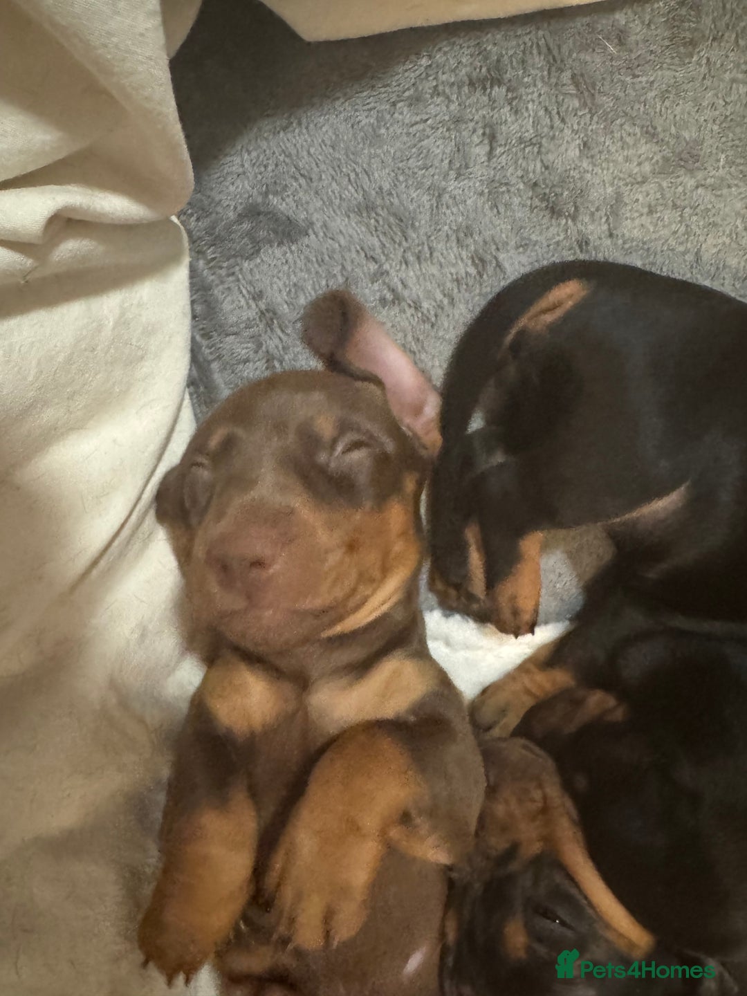 Dachshund dogs for sale: 3 Dachshunds will be ready for  **  - Advert 19