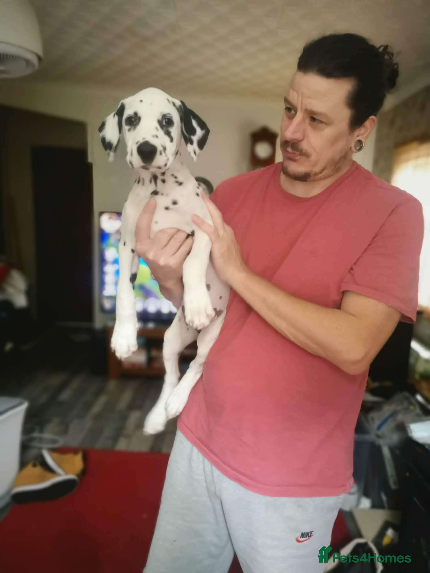 Dalmatian dogs Beautiful Purebred Black-Spotted Dalmatian Puppies - Advert 15