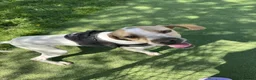 Mixed Breed dogs for adoption: Anjo  - Advert 7