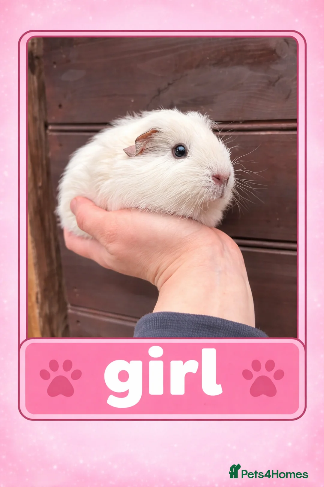 Guinea Pig rodents for sale: Well handled baby guinea pigs in Croydon - Advert 2