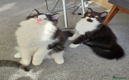 British Longhair cats for sale: British Long Hair Male kittens ( only 2 left) - Image 5