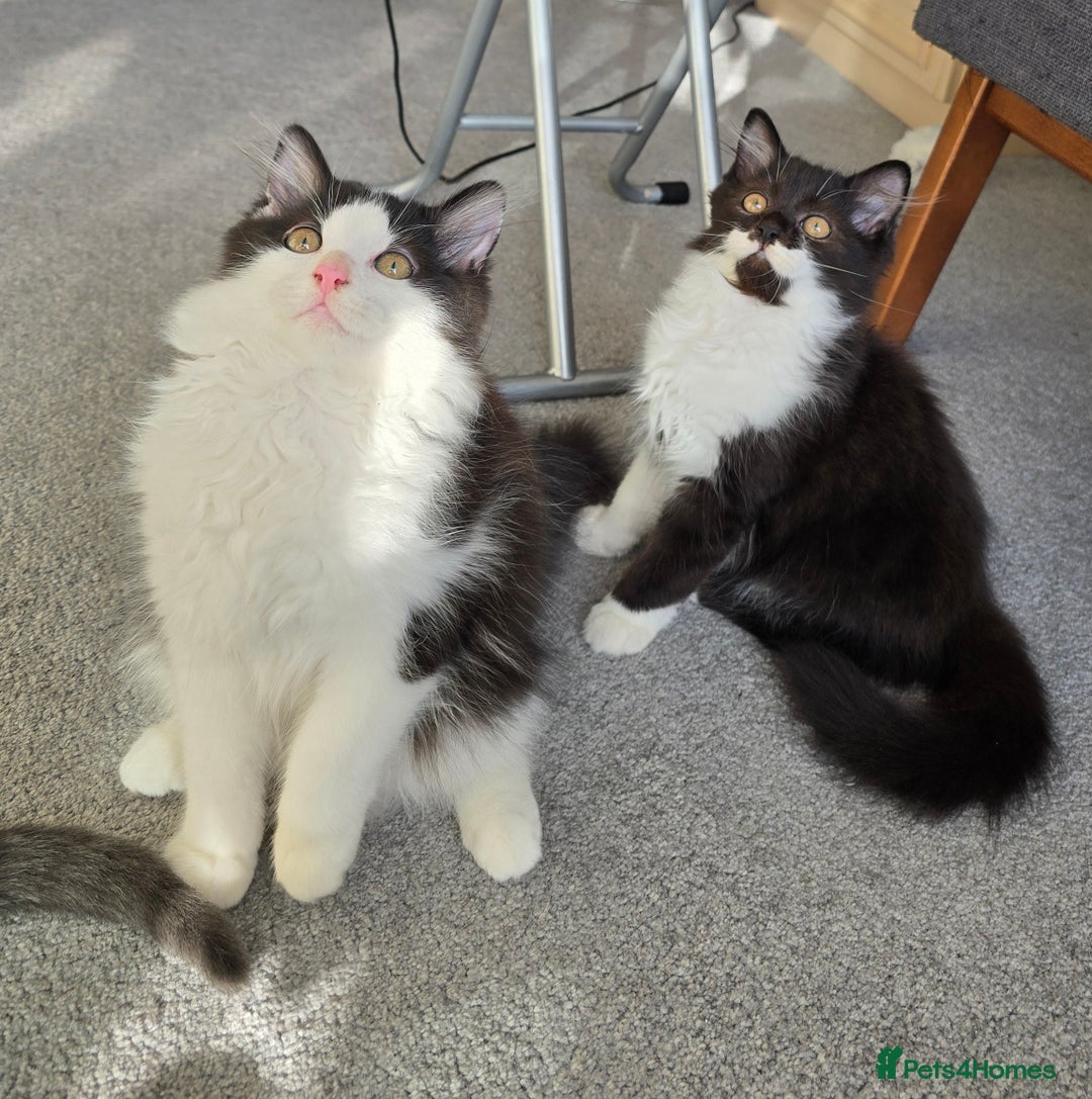 British Longhair cats for sale: British Long Hair Male kittens ( only 2 left) - Image 5