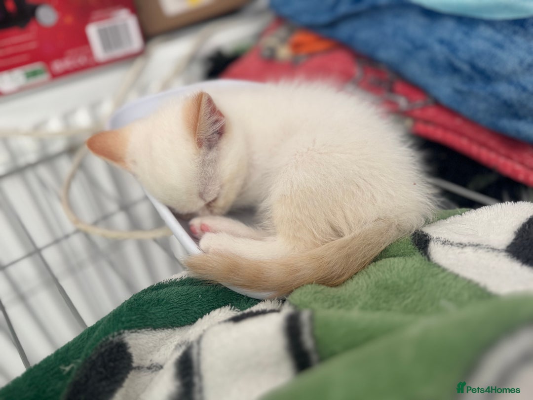 British Shorthair cats for sale: Pure British Shorthair Kittens only 1 left - Image 7
