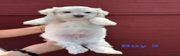 Bichon Frise dogs for sale:     🐶 6 Adorable Puppies Looking for a Home - Advert 29