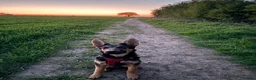 German Shepherd dogs for sale: 8 Month Straight Back German Shepard  - Advert 6