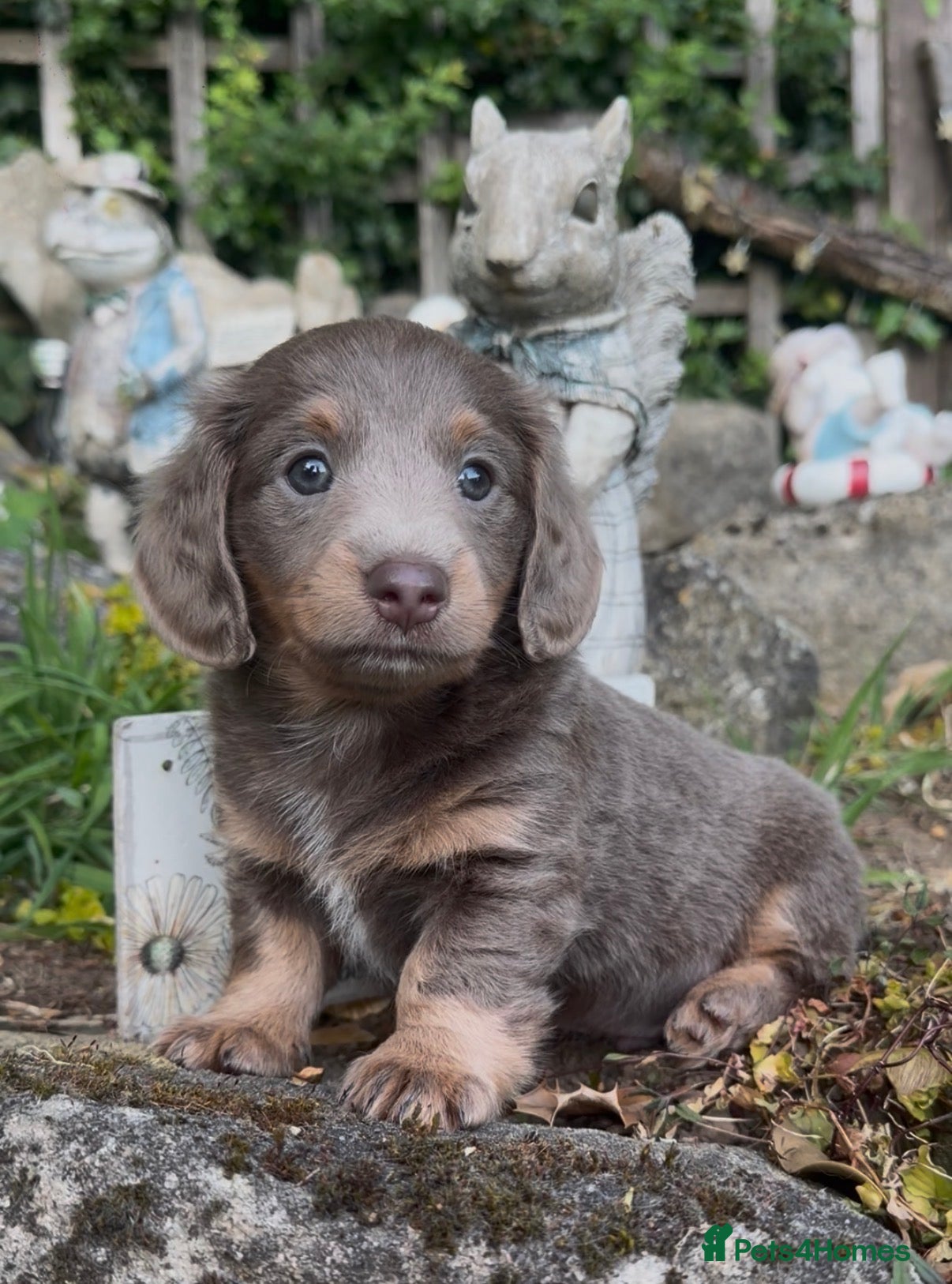 Mixed Breed dogs STUNNING DAXIPOO PUPPIES! - Advert 1