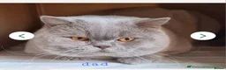 British Shorthair cats for sale: GCCF British Shorthair kittens - Advert 14