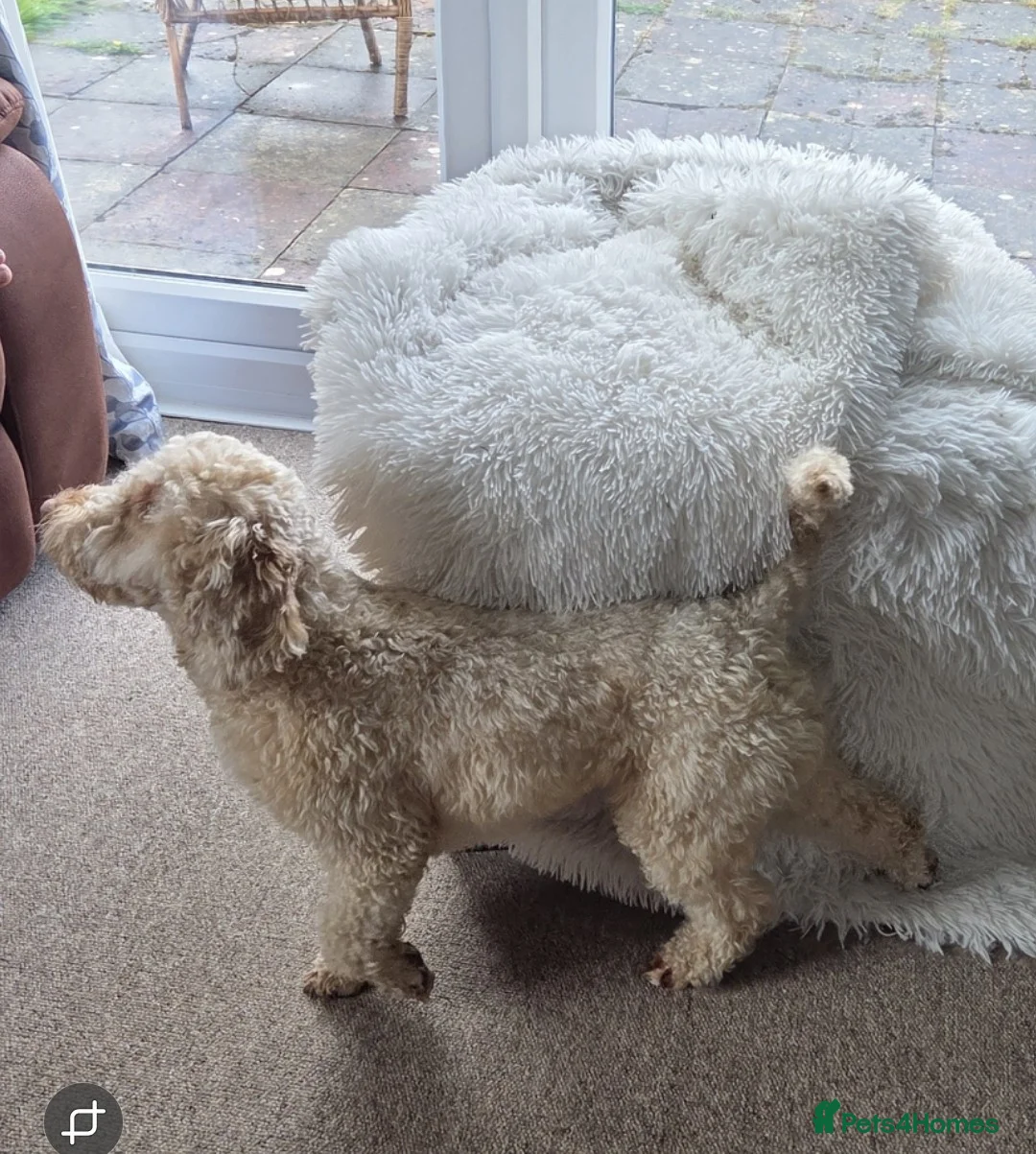 Cockapoo dogs for sale: Beautiful 2-Year-Old Cockapoo 🐾 - Advert 4