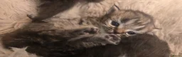 Persian cats for sale: Stunning pure Persian babies - Advert 15