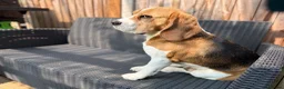 Beagle dogs for stud: Handsome Beagle Available at Stud in Swadlincote - Advert 4