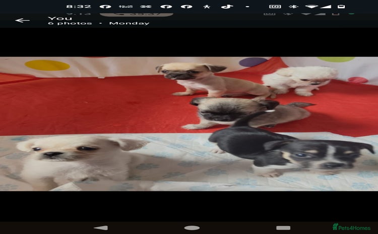 Mixed Breed dogs - Advert 13