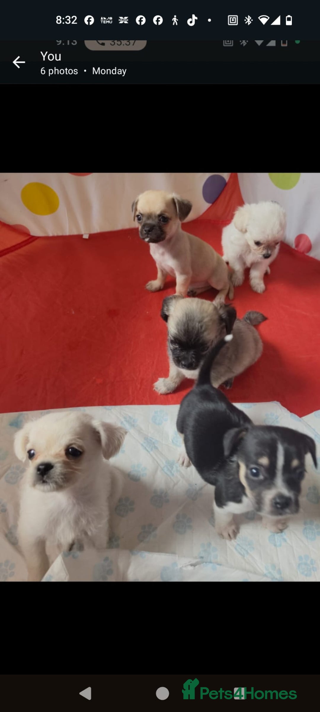 Mixed Breed dogs for sale: Shipoo x chihuahua ❤️ - Image 1