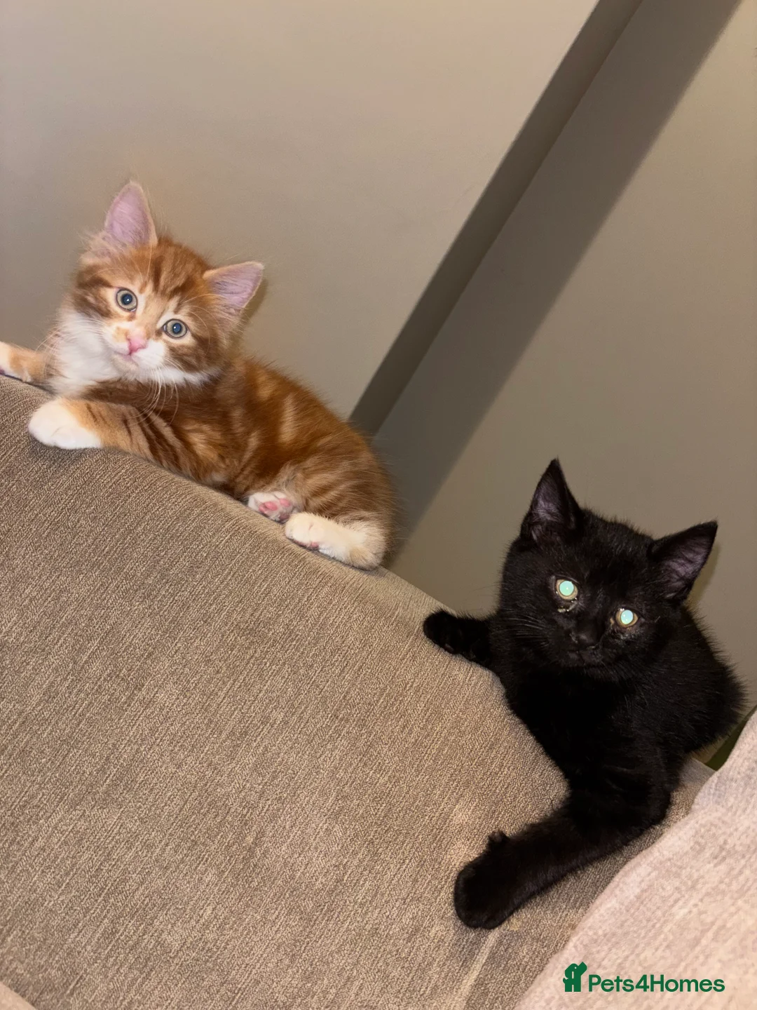 Mixed Breed cats for sale: 2 kittens for sale  - Advert 2