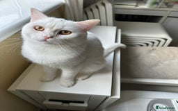 British Shorthair cats for sale: Stunning British Shorthair Kittens & adule cat - Image 40