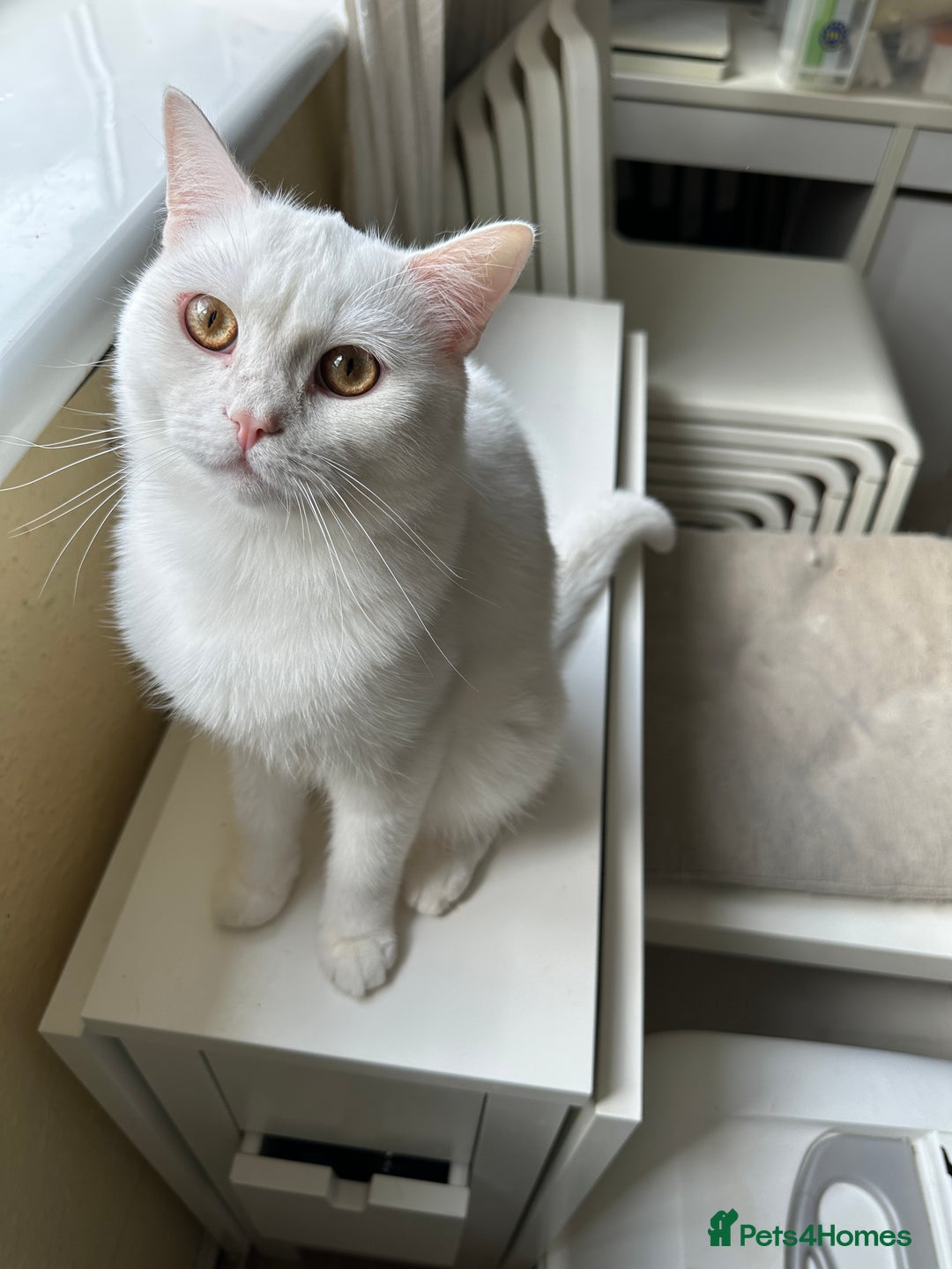 British Shorthair cats for sale: Stunning British Shorthair Kittens & adule cat - Image 40