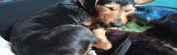 Mixed Breed dogs for sale: Jax the Airedale-Daschund  - Advert 4