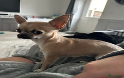 Chihuahua dogs for sale: Rocky - Image 10