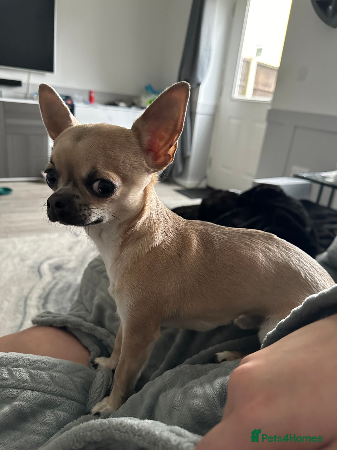 Chihuahua dogs for sale: Rocky - Image 10