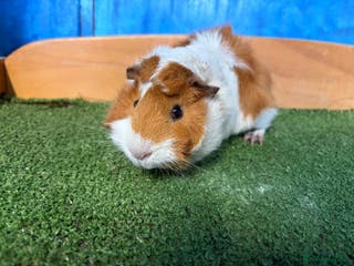 Guinea Pig rodents 5 cute and well handled Guinea pigs - Advert 14