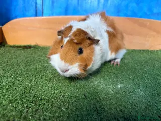 Guinea Pig rodents 5 cute and well handled Guinea pigs - Advert 10
