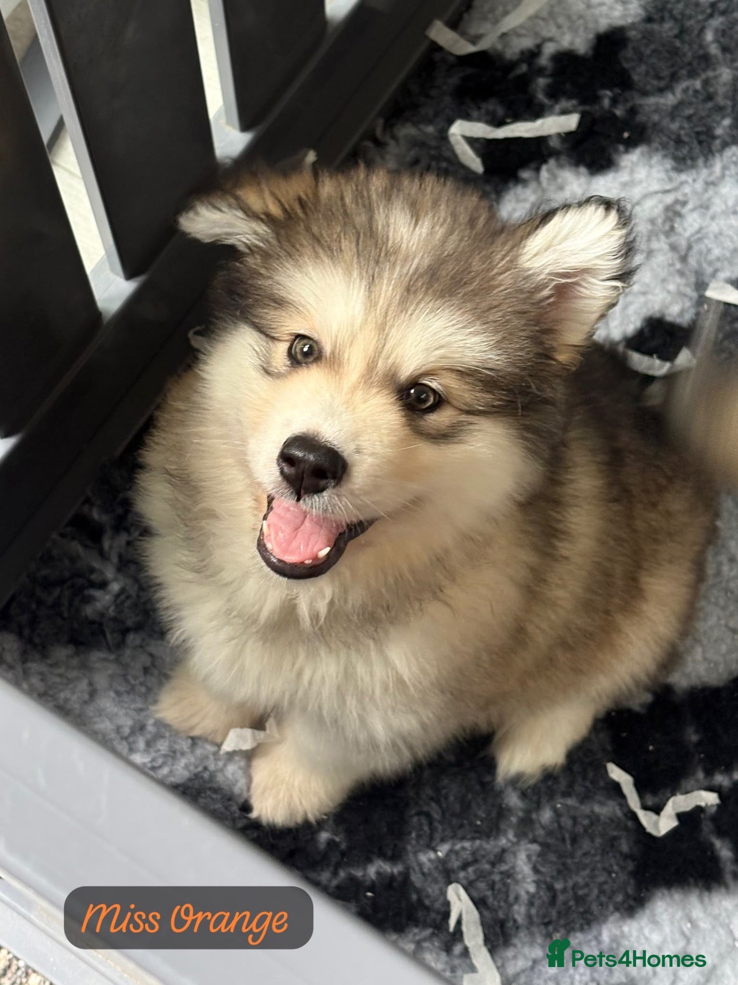Alaskan Malamute dogs READY NOW Champion line KC Alaskan Malamute Pups  - Advert 1