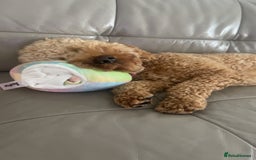 Cockapoo dogs for stud: Stud only! - Image 3