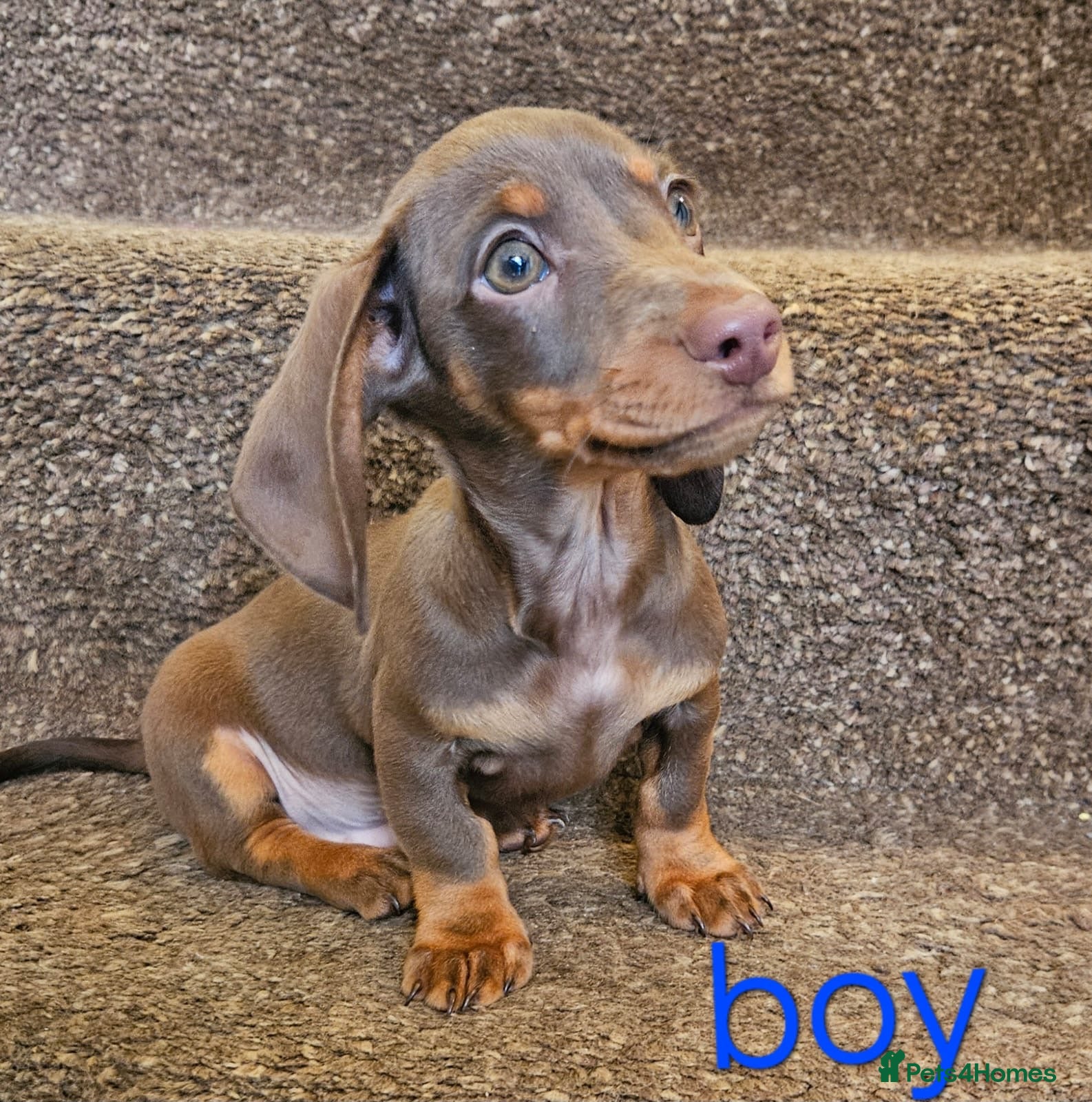 Miniature Dachshund dogs 3 Beautiful miniature dachshunds  - Advert 5