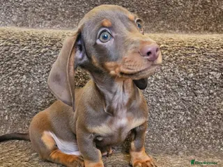 Miniature Dachshund dogs 3 Beautiful miniature dachshunds - Advert 5