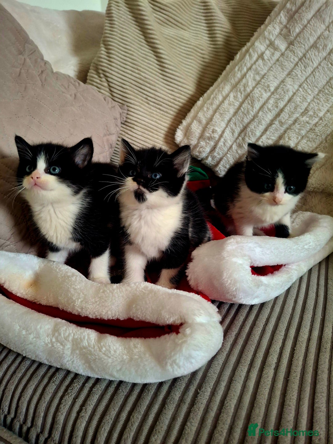 Mixed Breed cats for sale: READY FOR XMAS 🎄🖤🤍 - Advert 7