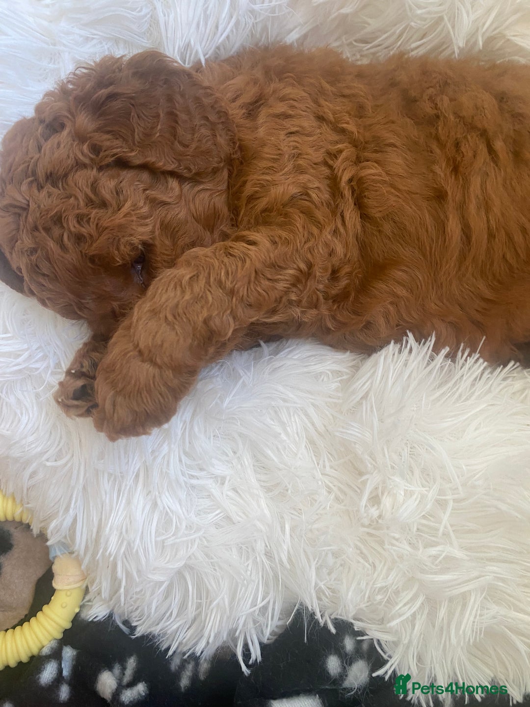 Labradoodle dogs for sale: Stunning red miniature labradoodle puppies - Image 12