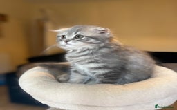 Scottish Fold cats for sale: Stunning long hair Scottish fold  - Image 2