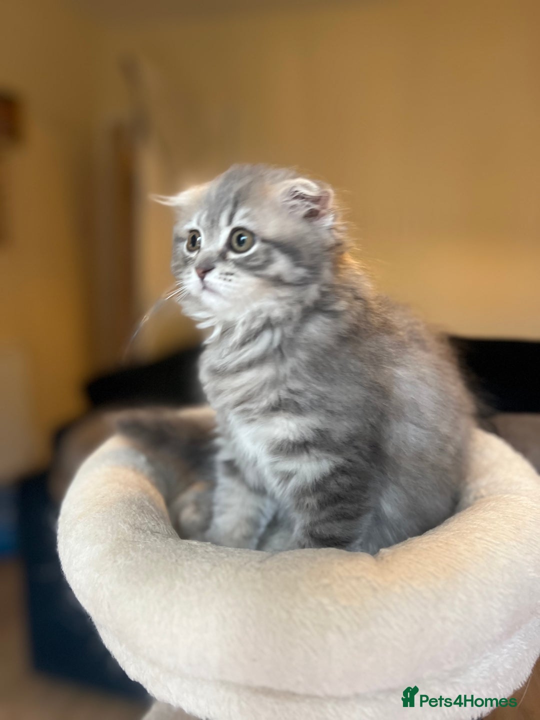 Scottish Fold cats for sale: Stunning long hair Scottish fold  - Image 2