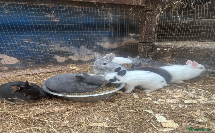 Netherland Dwarf rabbits - Advert 15
