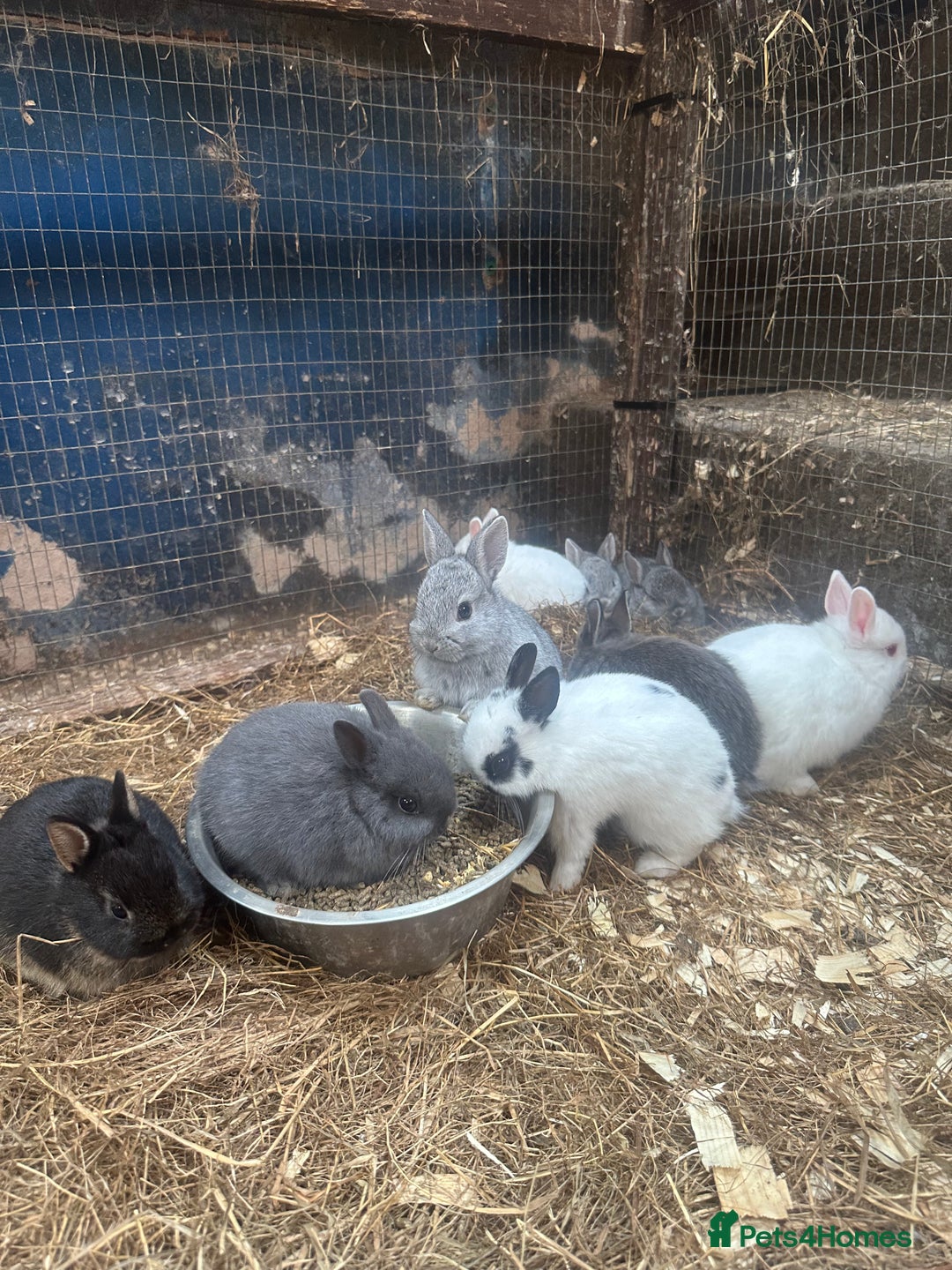 Netherland Dwarf rabbits for sale: Baby Netherland Dwarfs ready soon - Image 2