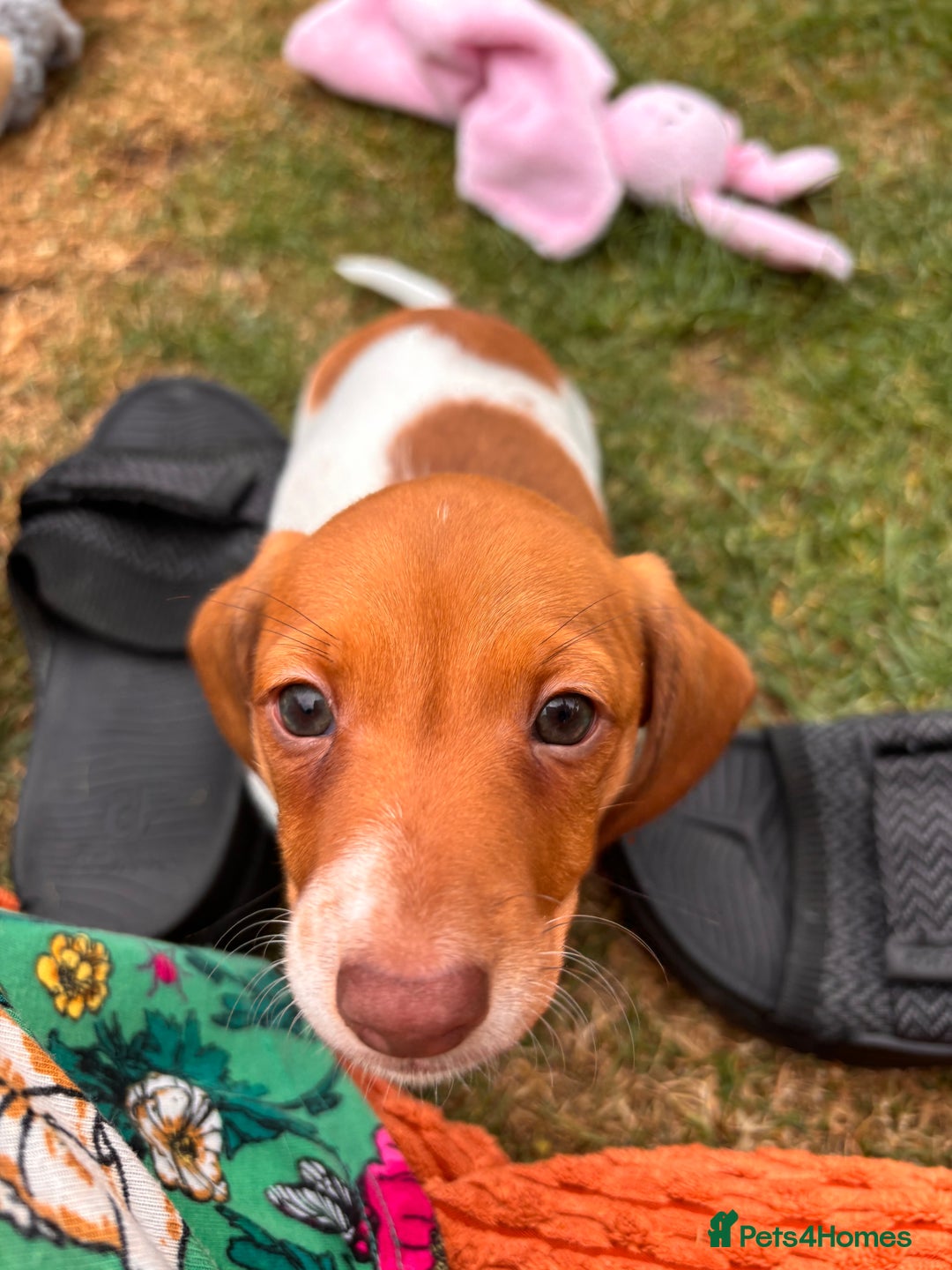 Miniature Dachshund dogs for sale: Pure Piebald Puppies Russian Champion Lines  - Image 13