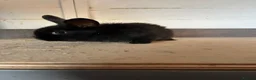 Mixed Breed rabbits for sale: Bunnies  - Advert 10