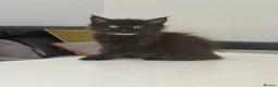 Maine Coon cats for sale: Maine coon x kittens  in Bradford - Advert 16