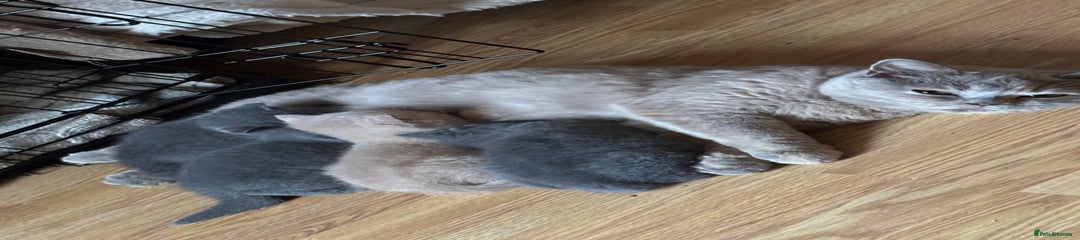 British Shorthair Kitten 1
