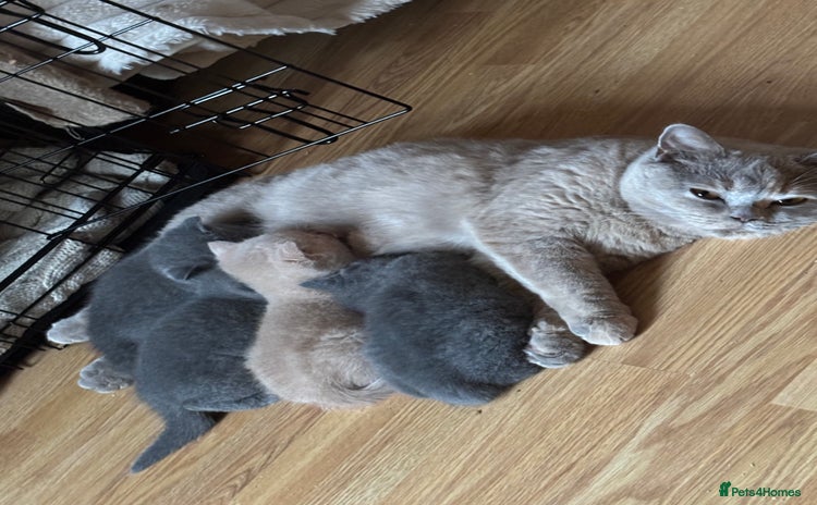 British Shorthair cats - Advert 11