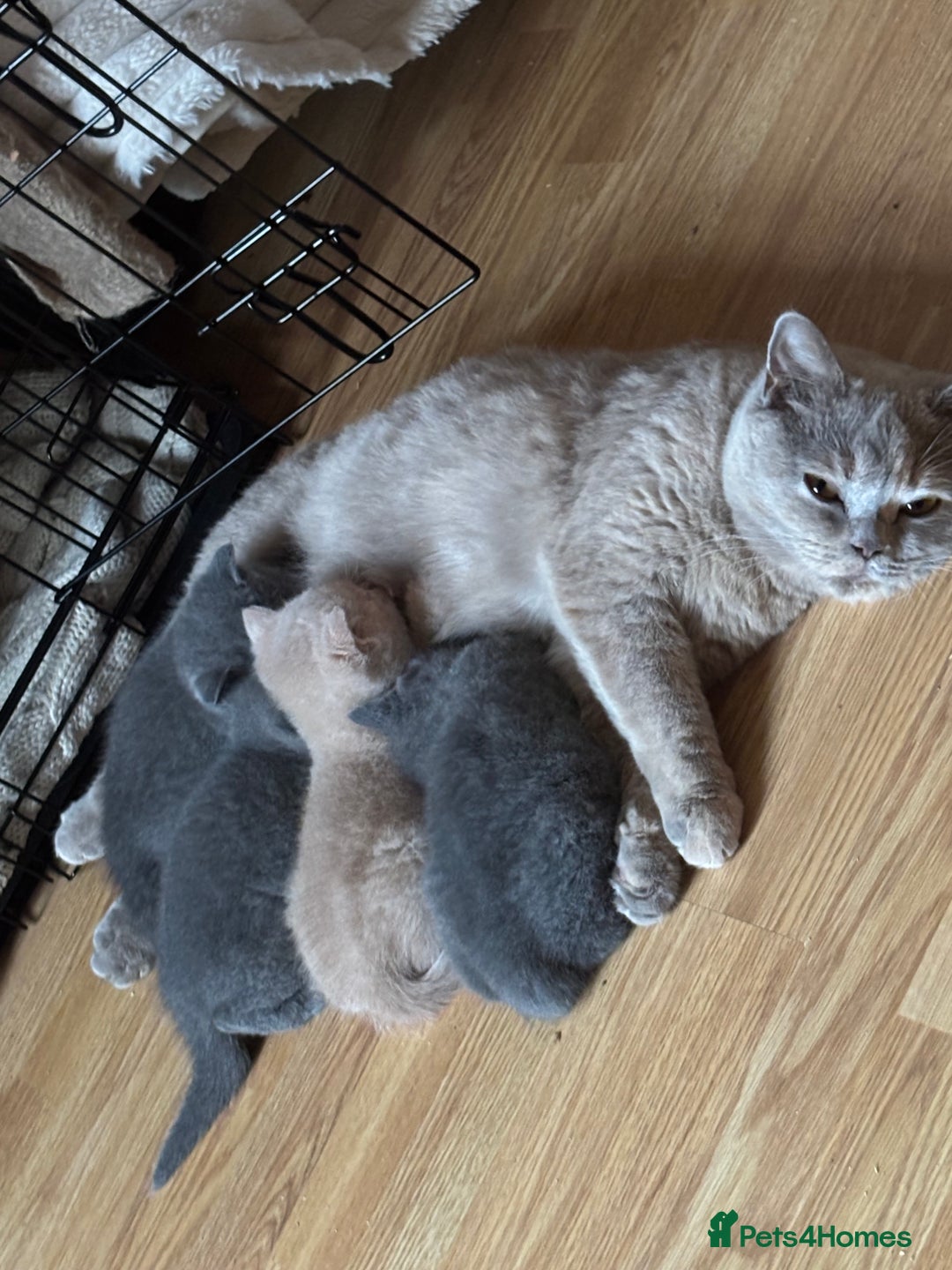 British Shorthair cats for sale: Stunning British Blue Shorthair Kittens - Image 1
