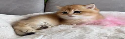 British Shorthair cats for sale: 🌟Adorable Golden Pure BSH kittens 🌟 - Advert 12