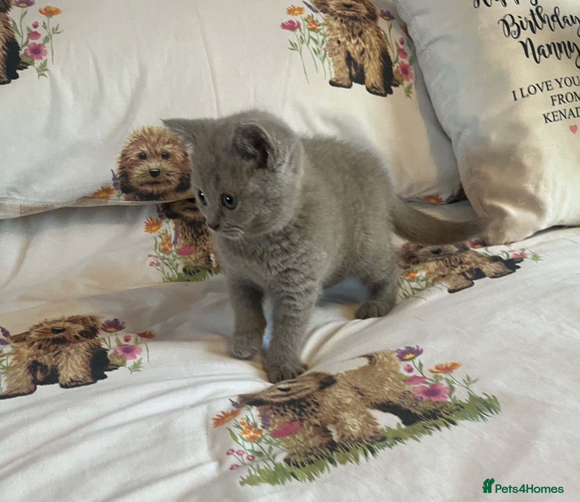 British Shorthair cats 1 Beautiful lilac Bsh Girl READY NOW - Advert 2
