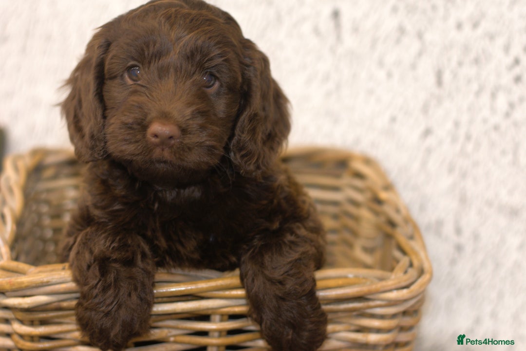 Cockapoo dogs for sale: Adorable Cockapoo Puppies – Ready This Friday 18th - Image 1