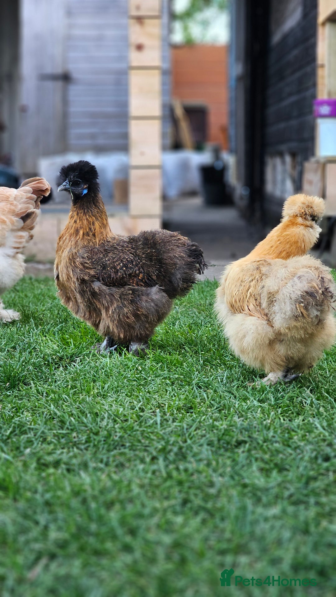 Hens poultry for sale: Egg Laying 7 Hens - Image 11