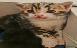 Mixed Breed cats for sale: Sweet Black & White & Tabby Kittens - Image 13