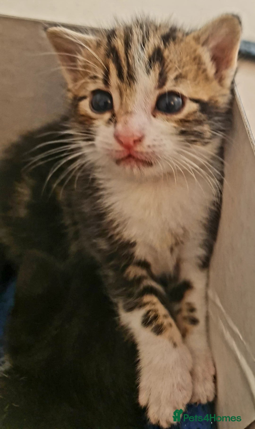 Mixed Breed cats for sale: Sweet Black & White & Tabby Kittens - Image 13